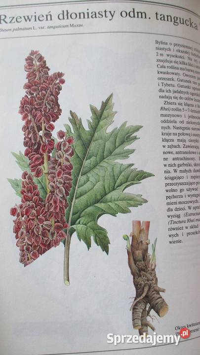 Rośliny lecznicze Volak Stodola rośliny zioła Książki naukowe i popularnonaukowe Łódź