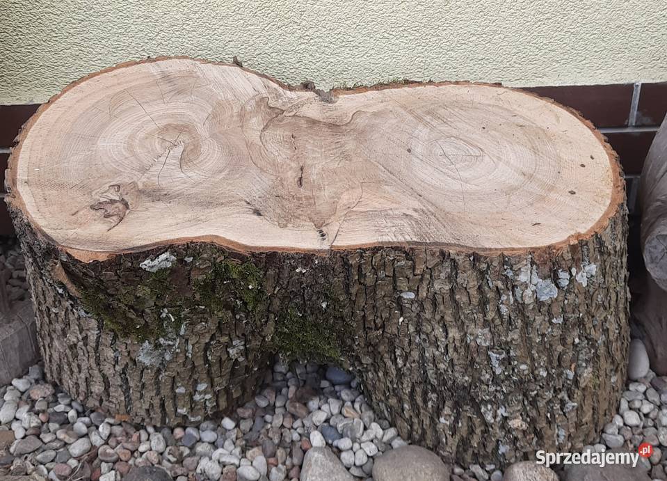 Jesion siedzisko solidny kawał drewna 63 X 30 Pozostałe Morąg