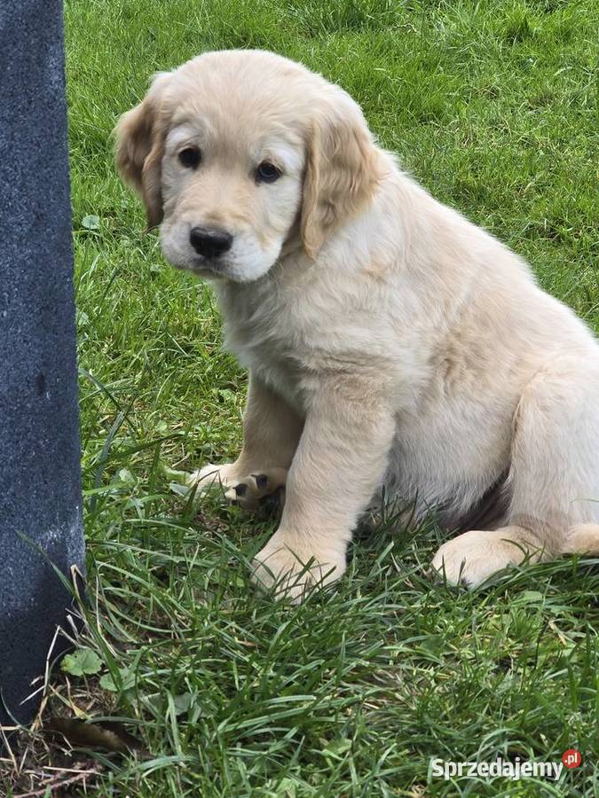 Golden retriver Został 1piesek Golden Retriever Izbica sprzedam
