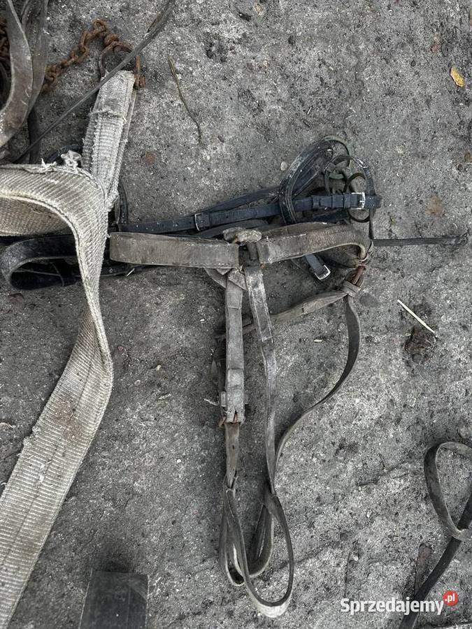 Puszorek do konia Mutowo