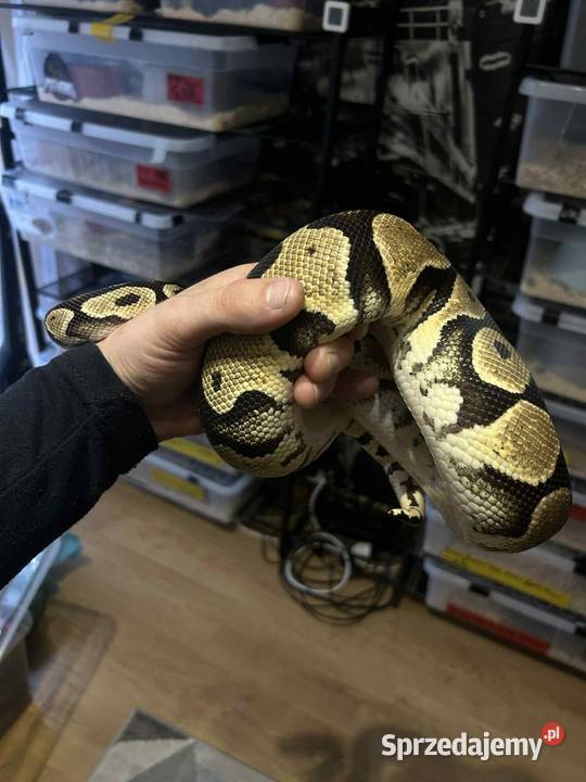 Pyton Królewski samica pastel śląskie Myszków