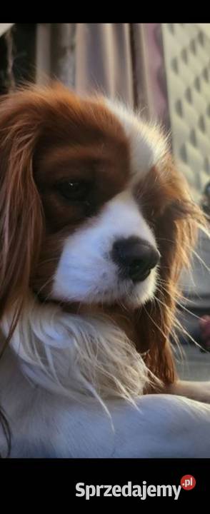 Cavalier king charls spaniel mazowieckie Wolica sprzedam