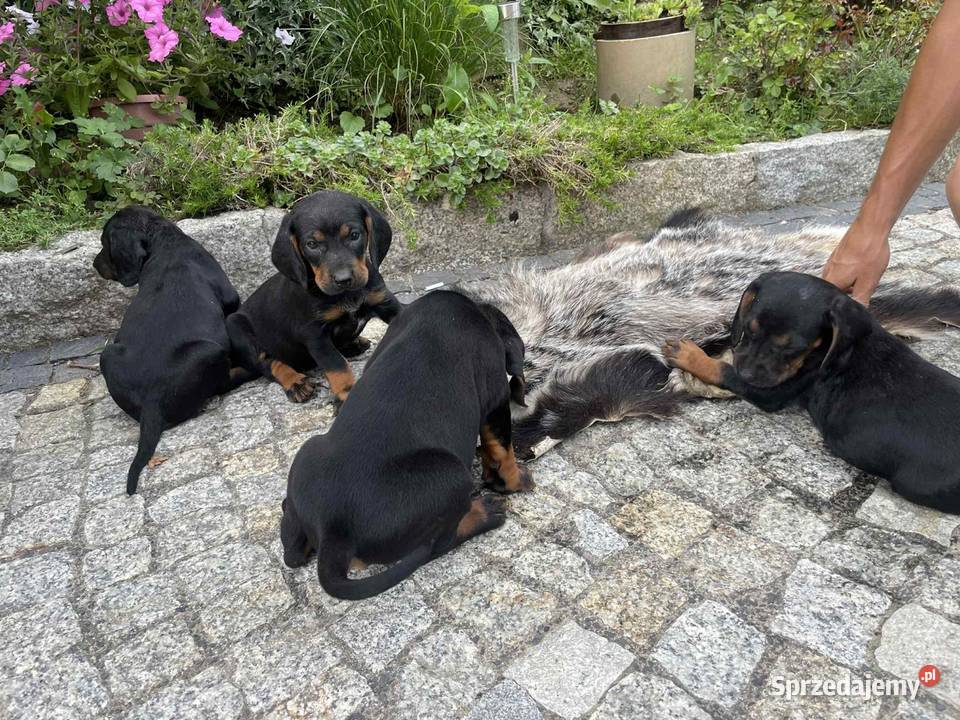 Szczeniaki Polski Gonczy Wronowice