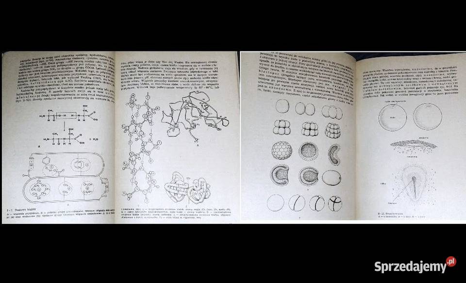 Podstawy biologii bakterii do człowieka W J Rok wydania 1980 Chełm