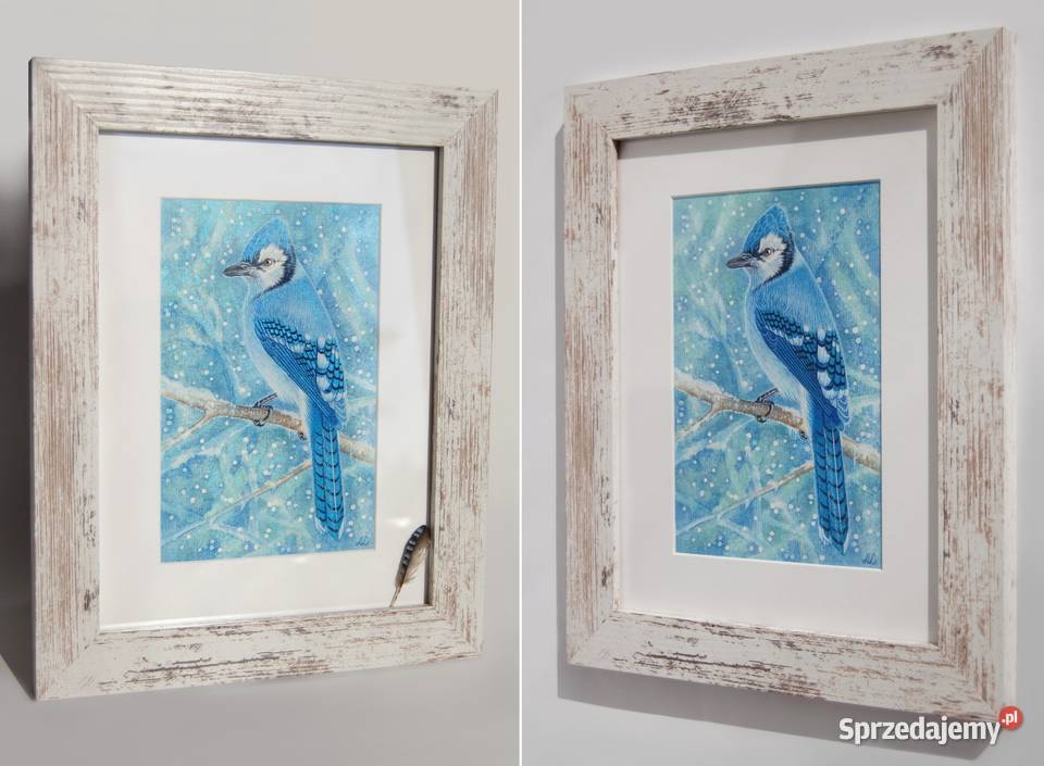 Blue Jay modrosójka błękitna ptak zima akwarela niebieski Dom i Ogród lubelskie Lublin