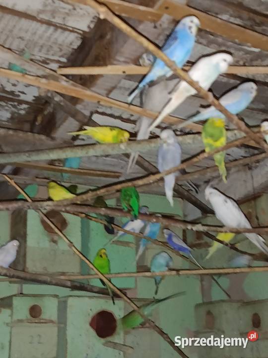 Sprzedam papugi faliste ninfy rozele biało lice Toruń