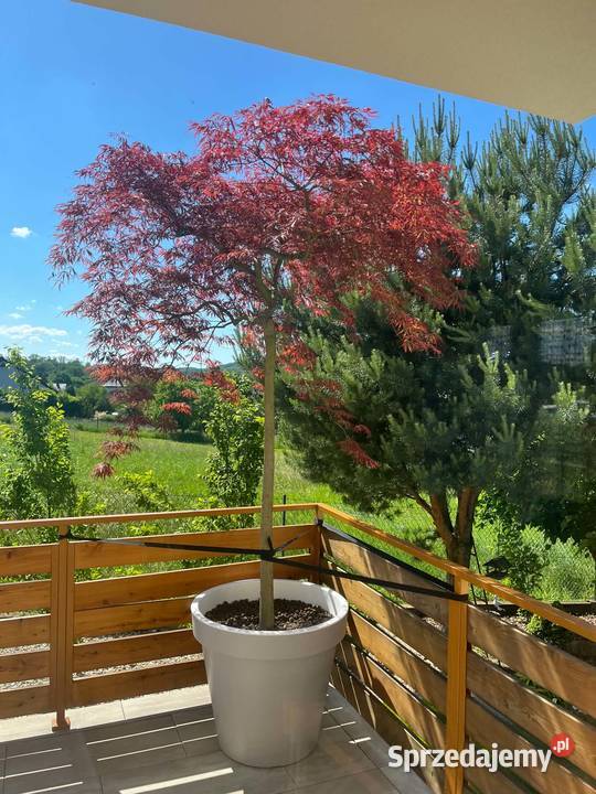 bonsai drzewa formowane sosna 200 małopolskie Biertowice