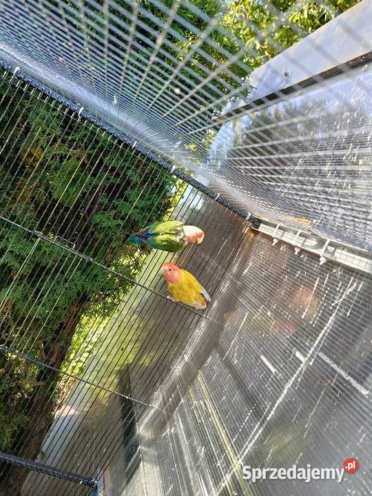 Papugi Młynek sprzedam