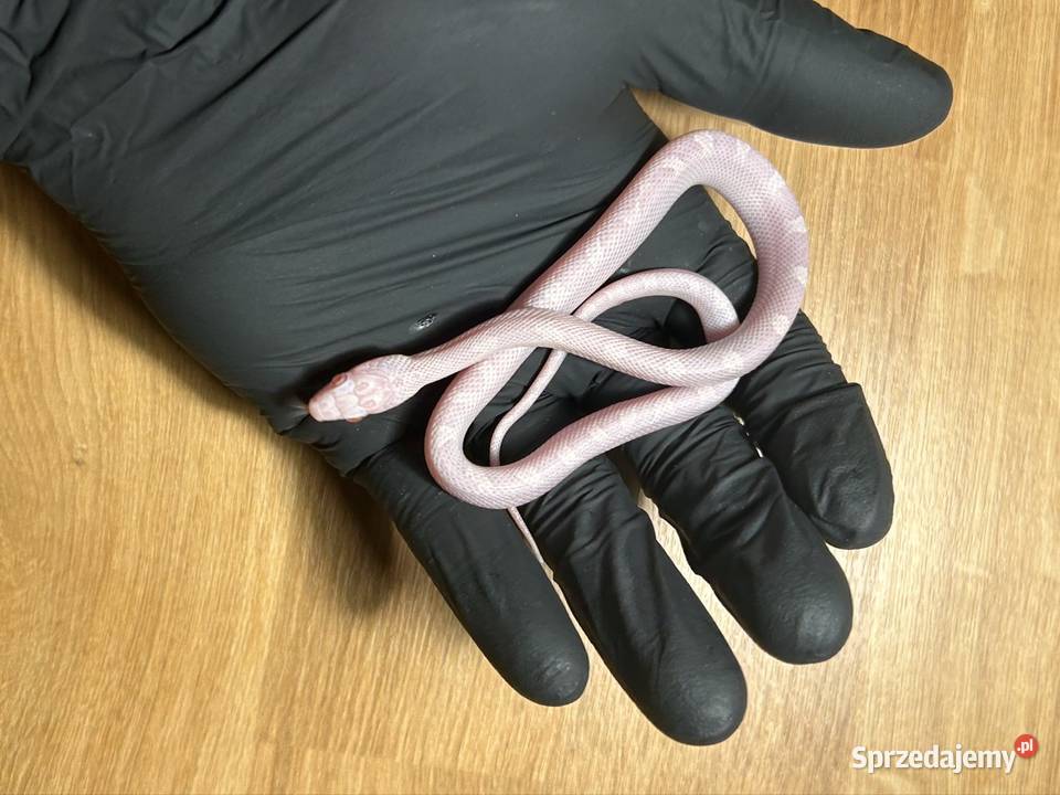 Wąż Zbożowy White sided snow Jaworzno