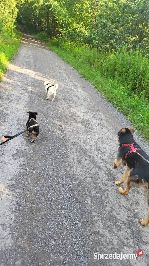 Domowy hotel zwierząt Biadoliny Radłowskie usługa dla zwierząt