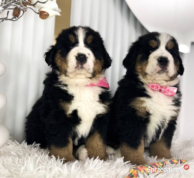 Masywna sunia Berneński Pies Pasterski Berneński Pies Pasterski Warszawa