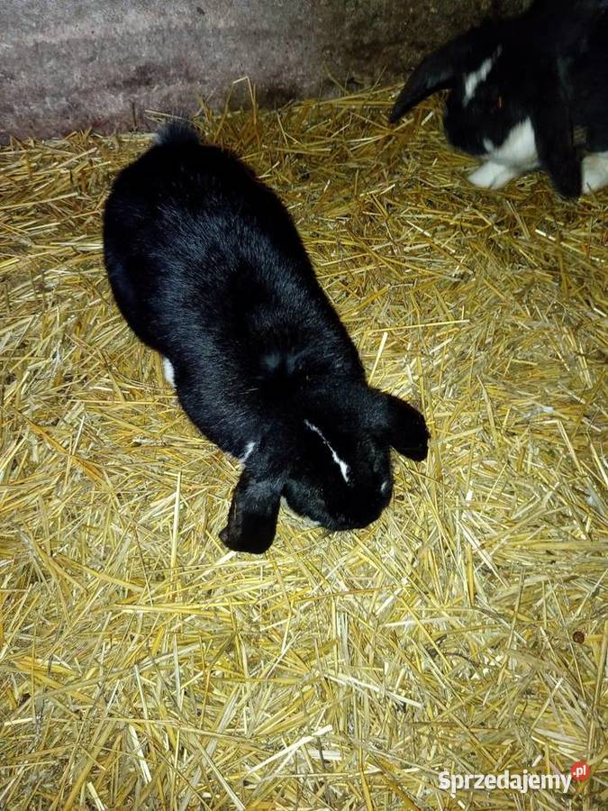 Sprzedam króliki baranyy Kutno