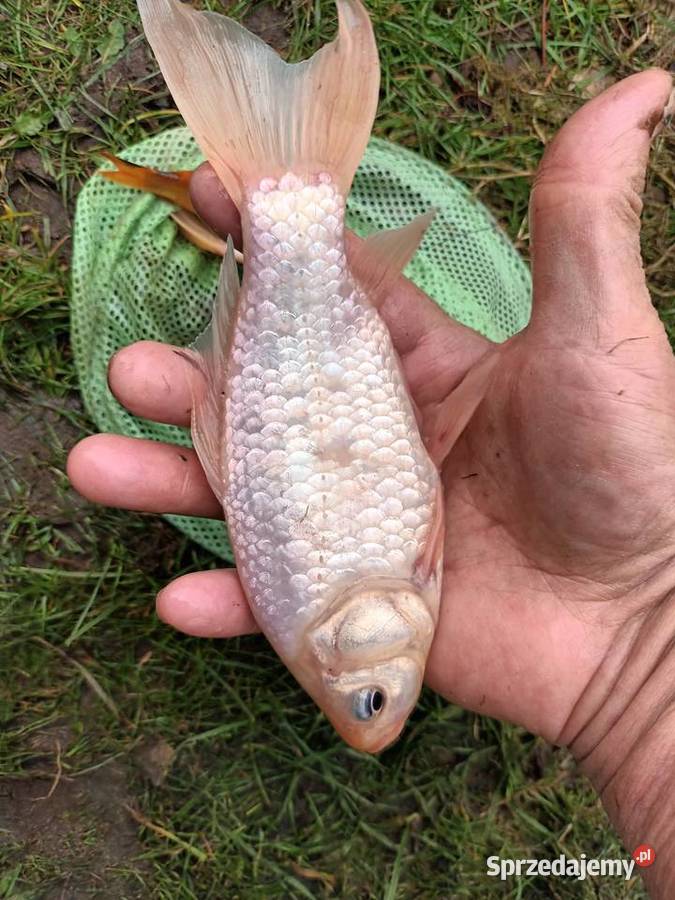 Sprzedam karasie ozdobne