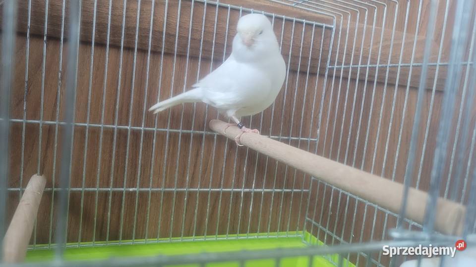 Kanarek bialy samica Zwierzęta małopolskie Wieliczka sprzedam