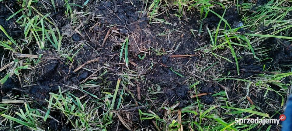 Siewnik do podsiewu traw łąk Morawin