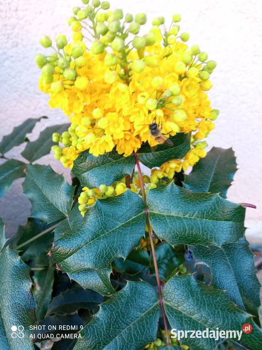 Mahonia i inne krzewy i iglaki Białystok