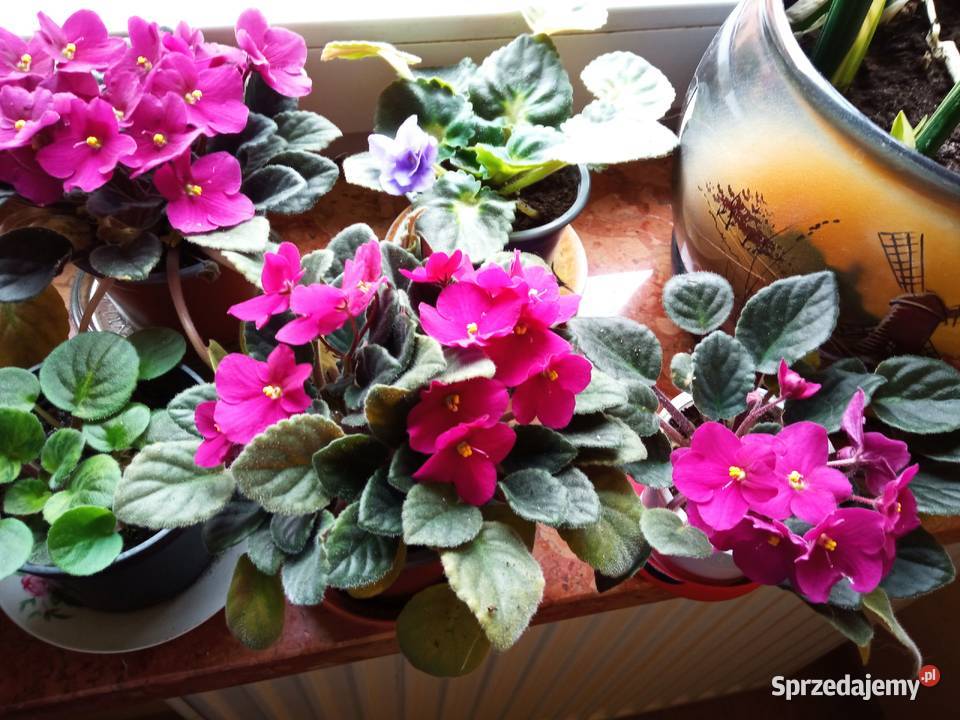 A może żyworódkę Białystok sprzedam