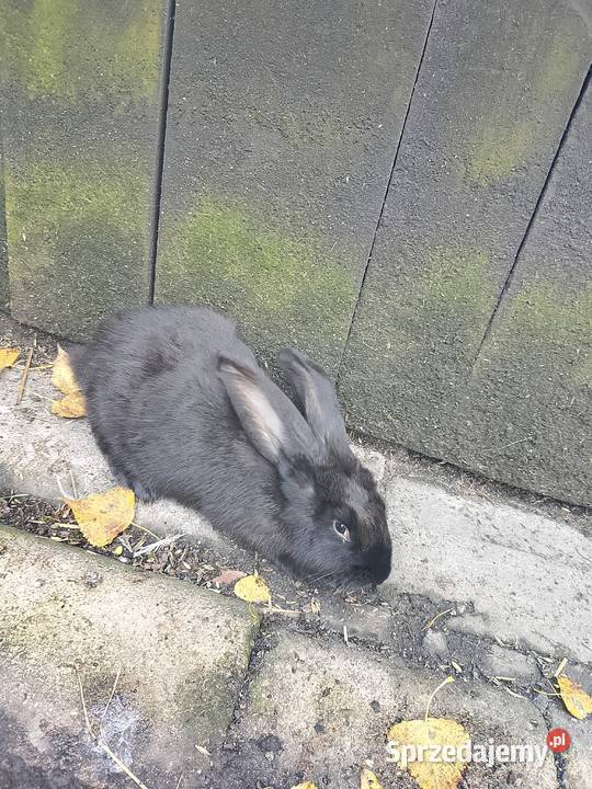 Króliki mazowieckie Ciechanów