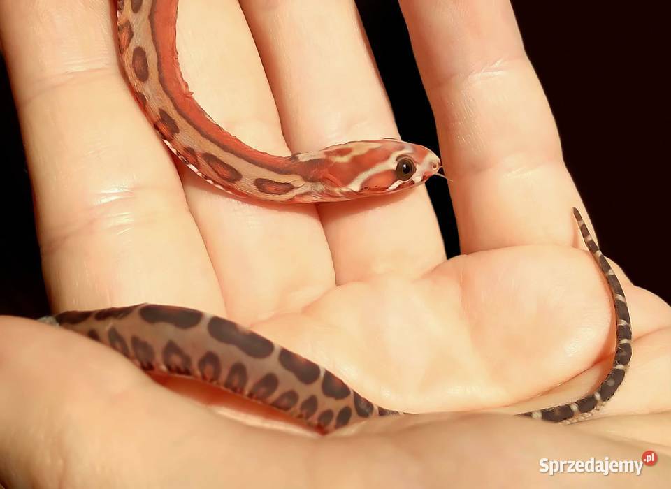 Wąż zbożowy węże zbożowe zbożówka SCALELESS bez mazowieckie Warszawa