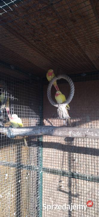 Księżniczka Wspaniała Walii Kłobuck