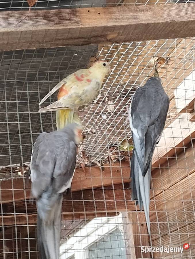 papuga swiergotka z tego roku Sarnaki