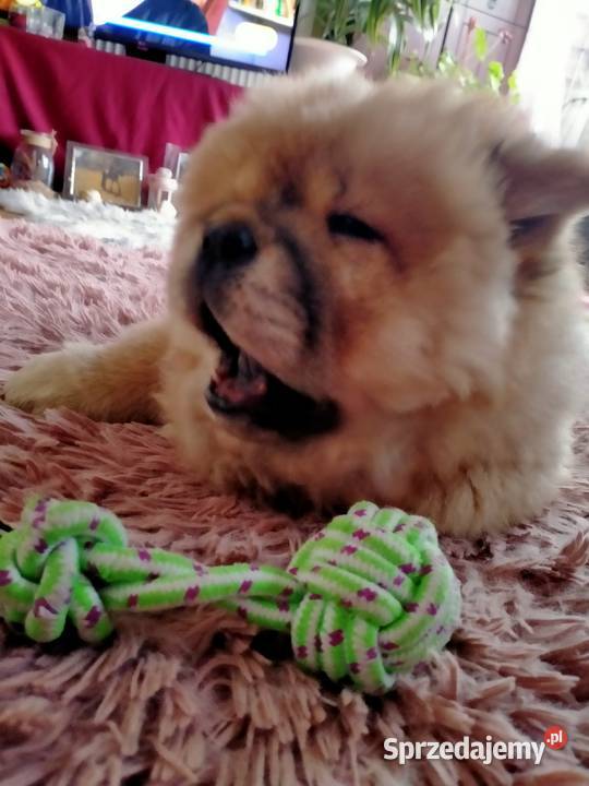 Piękny Piesek chow chow warszawa Pozostałe mazowieckie