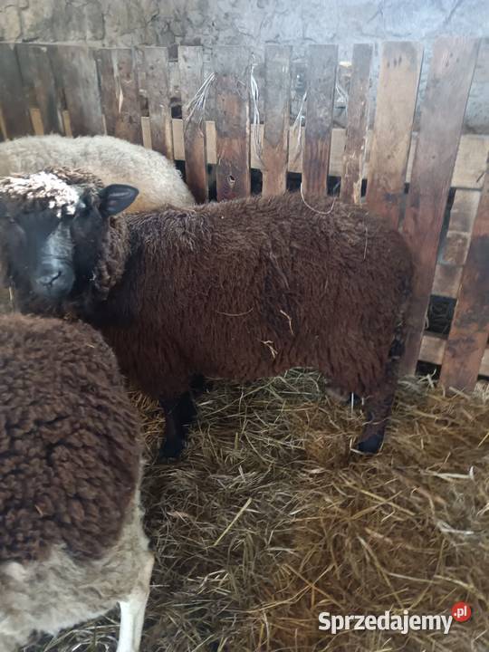 Baran czarny tryk z wiosny 2025 Kolonia Lipnik sprzedam