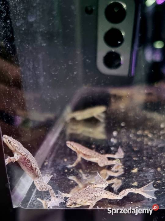 Karlik szponiasty Żaby akwariowe Rybnik
