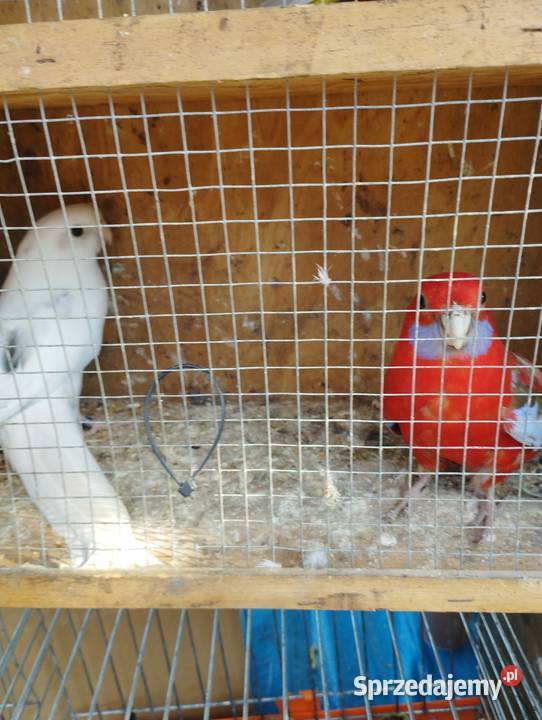 Rozelle królewskie para 1 Nowe Miasto-Folwark