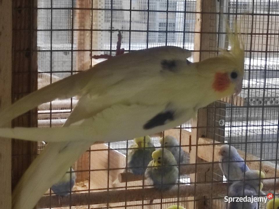 Nimfy z polikami Ptaki