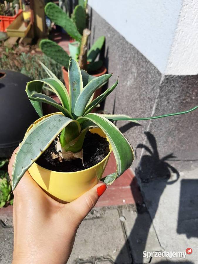 Agawa bialo zielona Szczecin