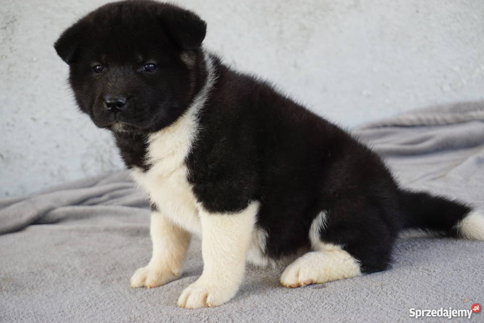 Akita Amerykańska FCI ZKWP Łubowo