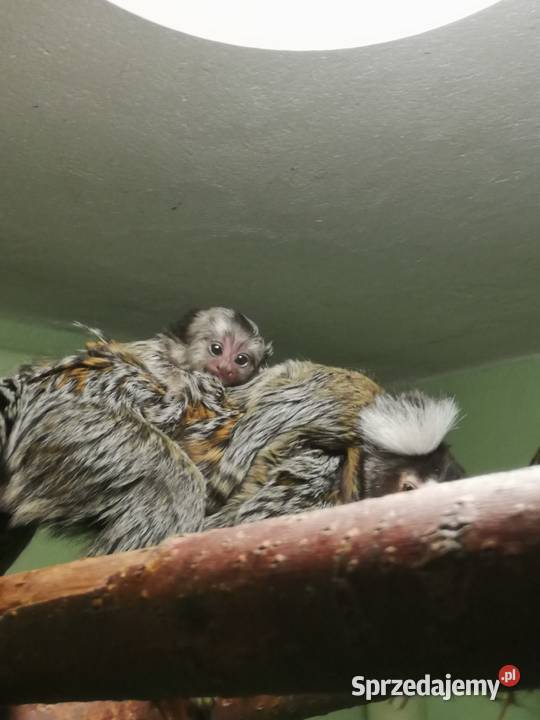 Tamarynki białouche Pozostałe Łódź