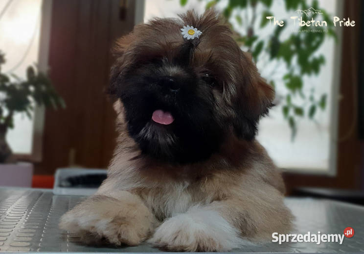 Suczka Lhasa Apso kuzyn Shih Tzu rodowód ZKwP Kraków