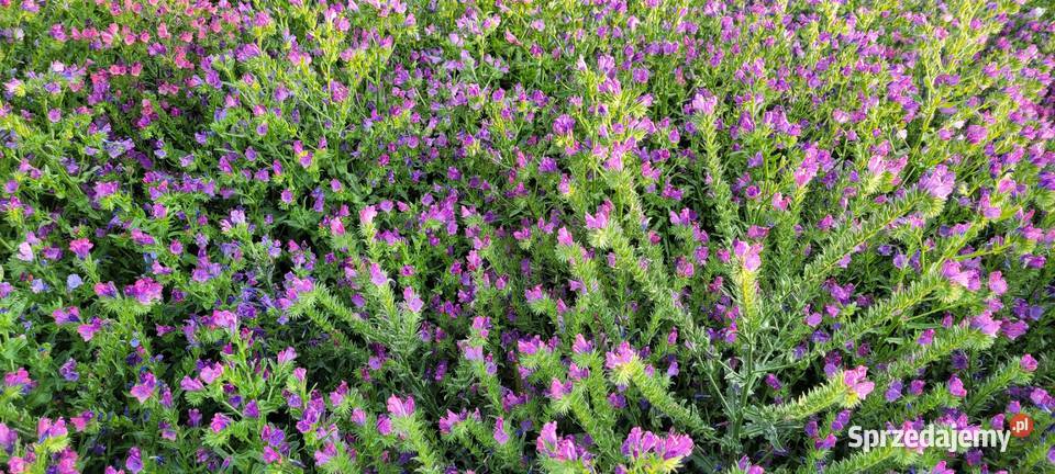 żmijowiec grecki jednoroczny roślina miododajna Przybysławice