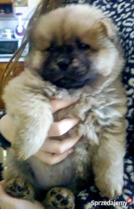 ChowChow szczeniaki sprzedam Konstantynów