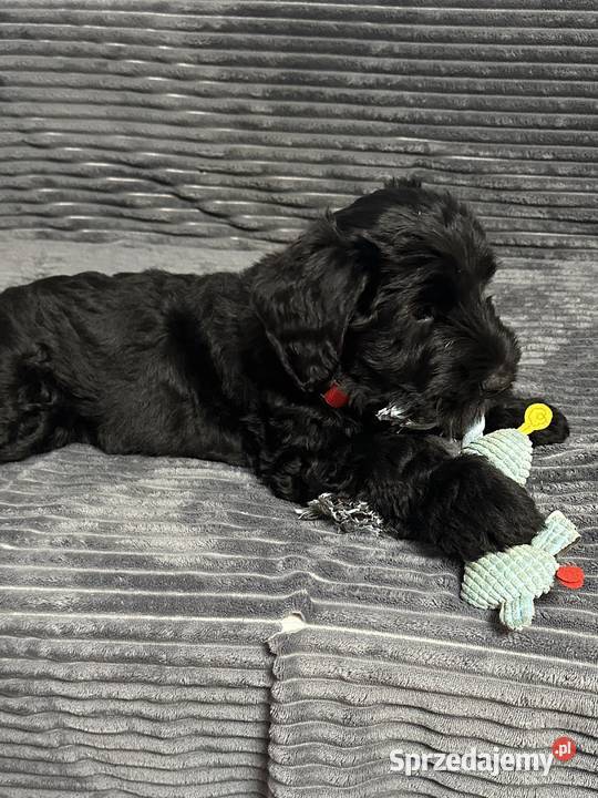 Sznaucer olbrzym piękna suczka FCI Olsztyn