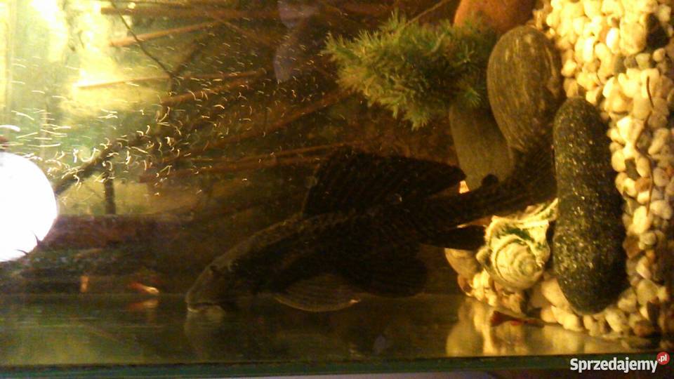 Glonojady olbrzymie Brodnica