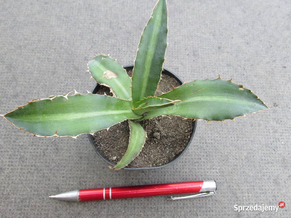Agawa kolekcjonerska Agave lophantha latifolia Pozostałe Kraków