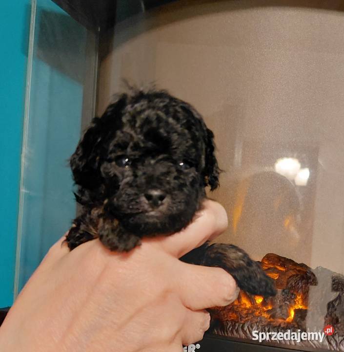 Pudel toy suczka phantom Wyszków