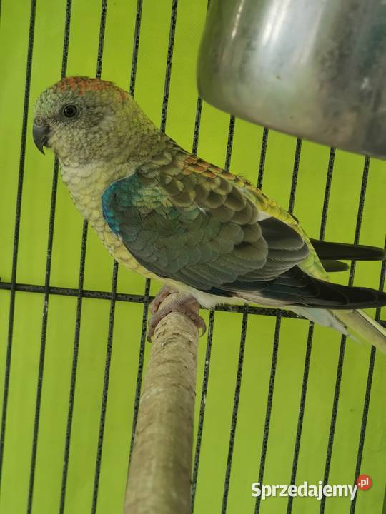 Sprzedam samicę świergotki seledynowej Ptaki