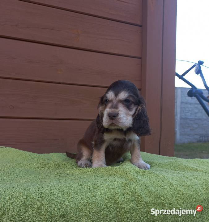 Cocker Spaniel Angielski Piesek Psy Jutrosin sprzedam
