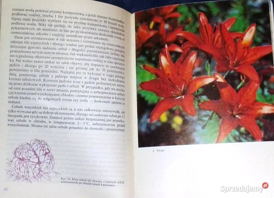 Lilia najpiękniejszy kwiat Kazimierz Mynett Książki i Podręczniki Chełm