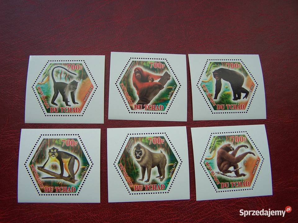 Czad 2014 MNH Fauna Zwierzęta Małpy Filatelistyka Tychy sprzedam