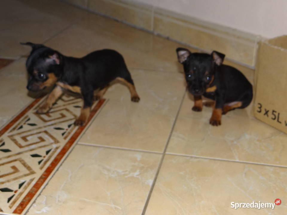 Ratlerek miniaturka piesek 8 tygodni Wierzbica