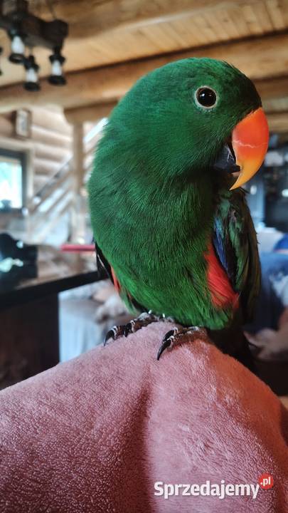 Sprzedam samca lory wielkiej Kraków sprzedam
