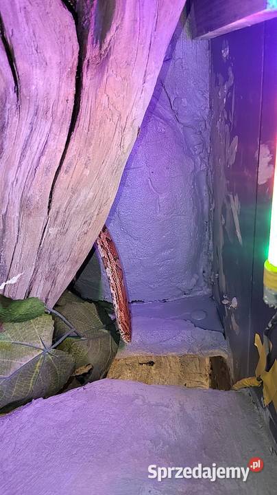 3 węże terrarium Dąbrowa Górnicza