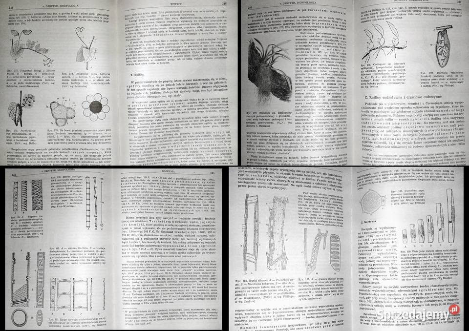 Botanika E Strasburger Chełm