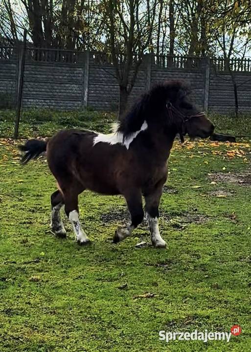 Sprzedam kuca szetlandzkiego Czerniewice