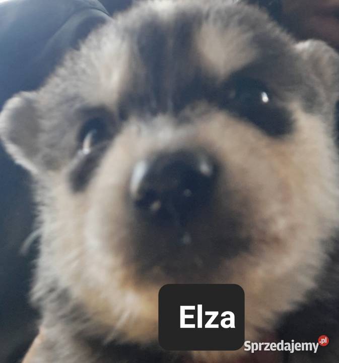 Zapowiedz miotu Reda